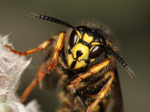 Dolichovespula adulterina
